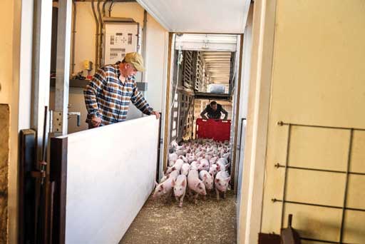 Photograph of pigs being handled safely and with care