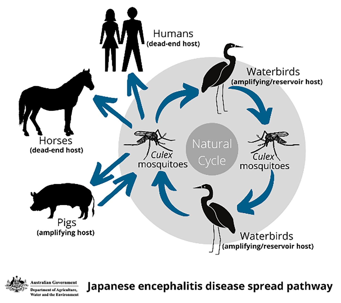 Japanese encephalitis disease spread pathway