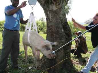 Weighing an adult pig