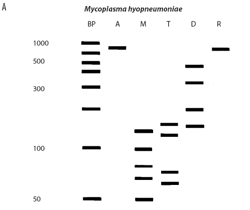 Mycoplasma hyopneumoniae
