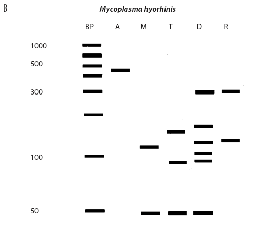 Mycoplasma hyrhinis
