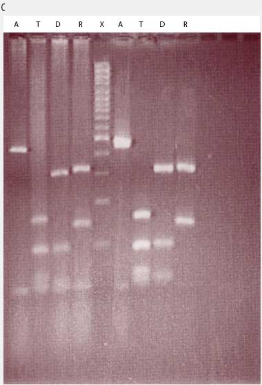 ycoplasma PCR-positive